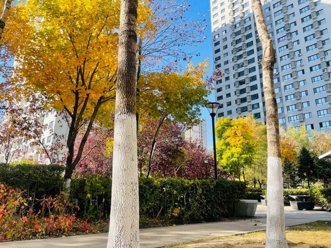 暖冬行动 护绿越冬｜欣汇龙物业秋冬季园林绿化科学养护​